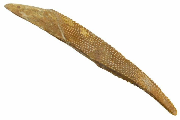 Fossil Shark (Asteracanthus) Dorsal Spine - Kem Kem Beds #353082